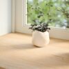 Window Sills 2 pcsa Untreated 80x20x2 cm Solid Wood Oak