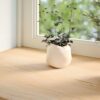 Window Sills 2 pcs Untreated 70x30x2 cm Solid Wood Oak
