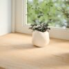 Window Sills 2 pcs Untreated 110x30x2 cm Solid Wood Oak