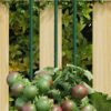 Garden Plant Stakes 30 pcs Green 150 cm Steel